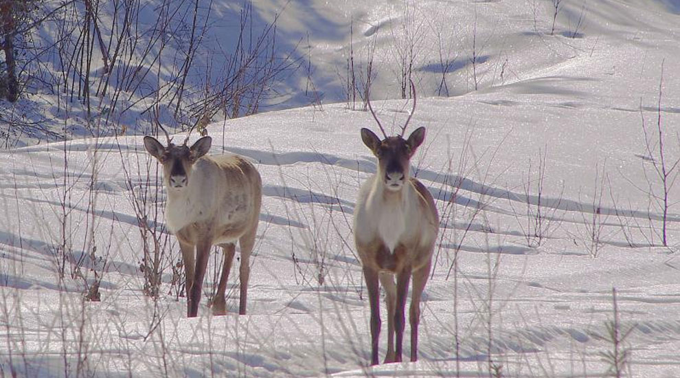 Canada viert Caribou Carnival NoordAmerika.nl