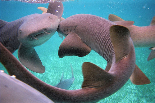 Shark Ray Alley