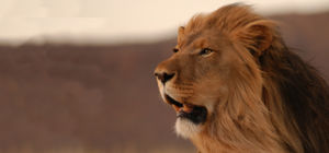 Meer bewustzijn voor leeuwen op World Lion Day dan ooit