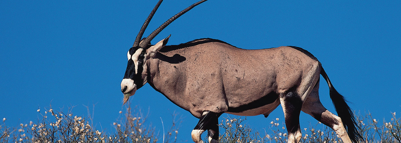 Top 7 Dieren In De Zuid-Afrikaanse Woestijn - Zuid-Afrika.nl