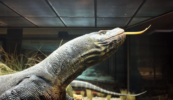 American Museum of Natural History