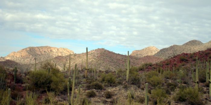 Arizona Sonora Desert Museum
