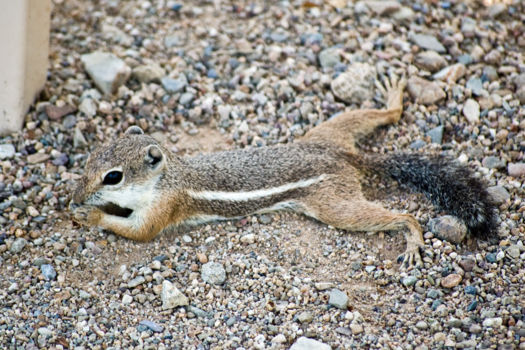 Arizona Sonora Desert Museum