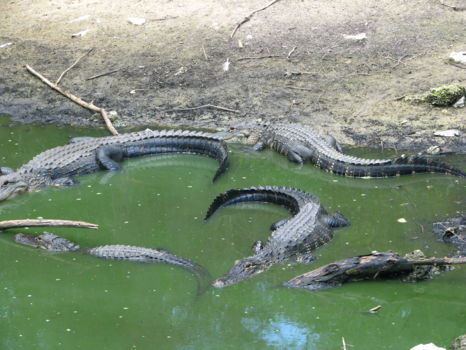 Big Cypress National Preserve