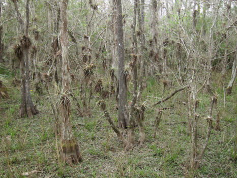 Big Cypress National Preserve