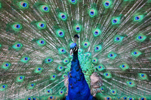 National Zoological Gardens