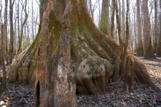 Congaree National Park