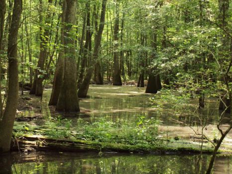 Congaree National Park