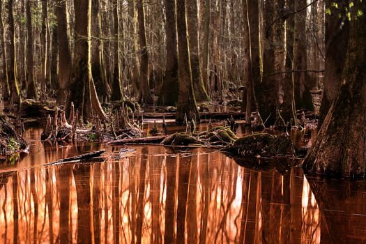 Congaree National Park