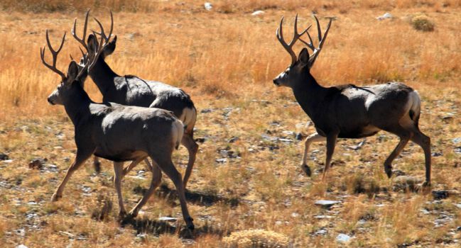 Great Basin National Park