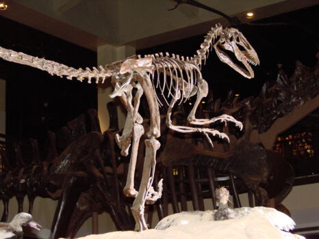 Houston Museum of Natural Science