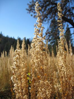 Palomar Mountain State Park