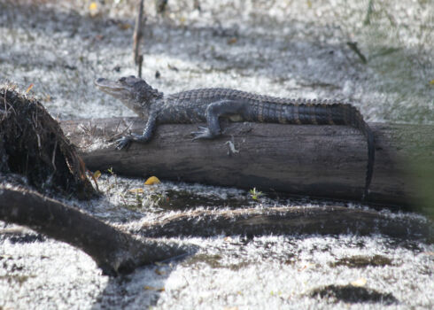 Savannah River National Wildlife Refuge