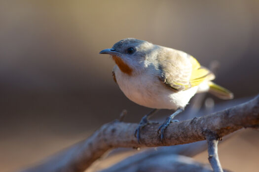 Broome Bird Observatory