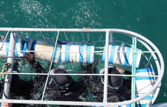 Great white shark diving Adelaide