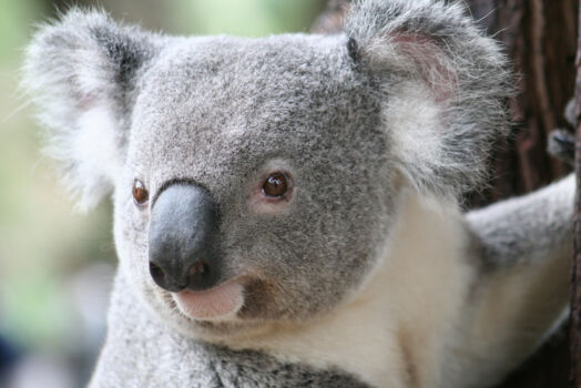 Lone Pine Koala Sanctuary