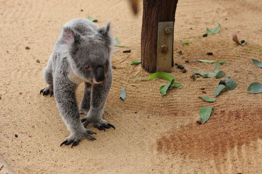 Lone Pine Koala Sanctuary