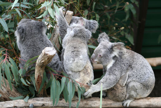 Lone Pine Koala Sanctuary