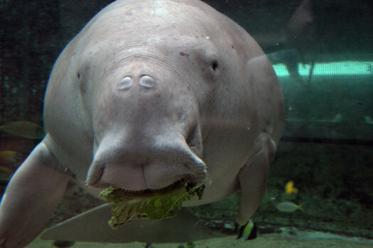 Sydney Aquarium