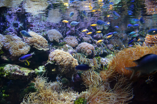 Sydney Aquarium