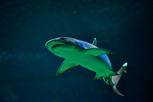 Sydney Aquarium