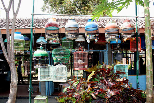 Pasar Burung Ngasem
