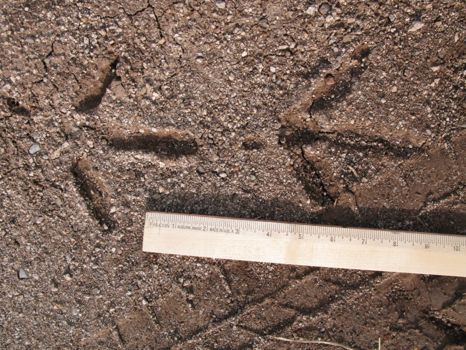 Chiricahua National Monument