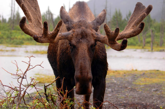 Denali National Park