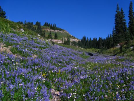Mount Rainier National Park