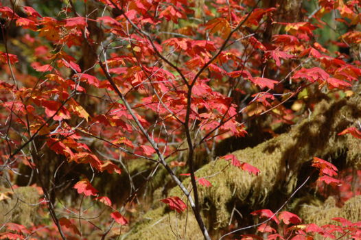 Olympic National Park