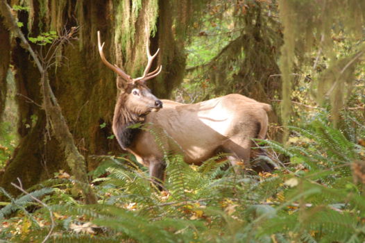 Olympic National Park