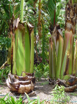 Adelaide Botanic Gardens