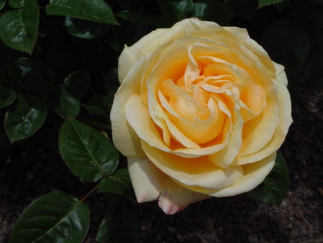 Adelaide Botanic Gardens