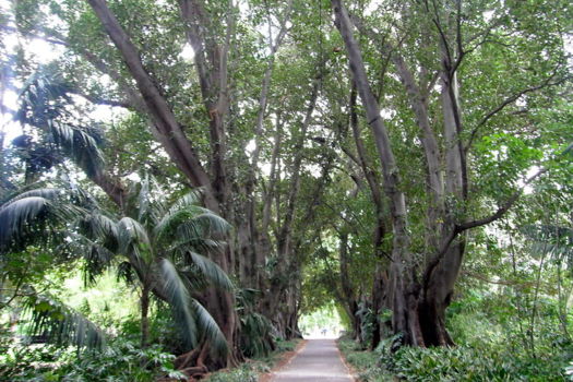 Adelaide Botanic Gardens
