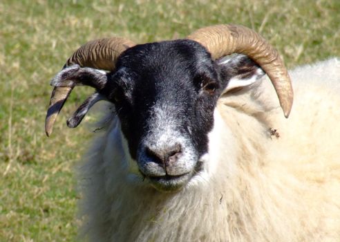 Australian Woolshed Brisbane