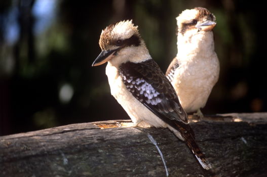 Bald Rock National Park