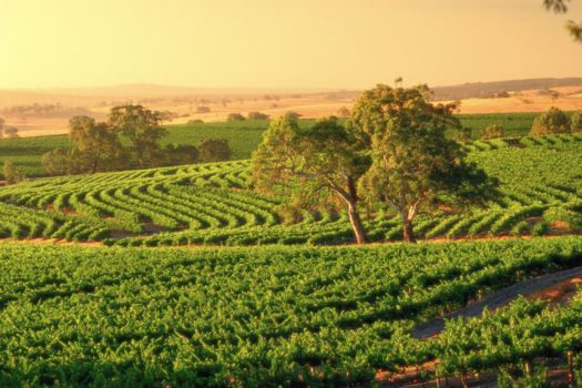 Barossa Valley