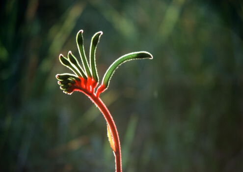 Botanic Gardens