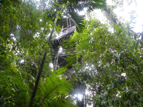 Cape Tribulation