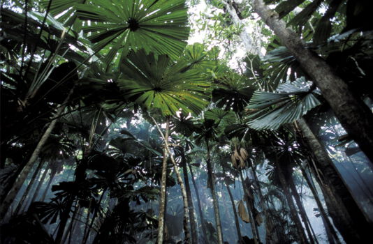 Cape Tribulation