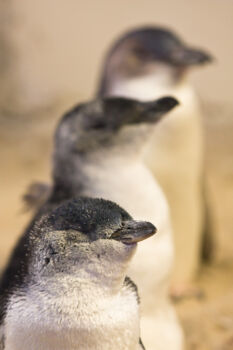 Coorong National Park
