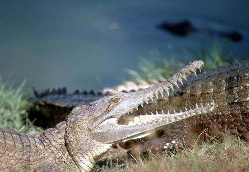 Crocodylus Park
