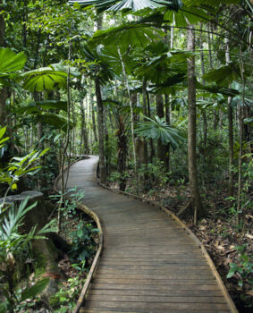 Daintree National Park