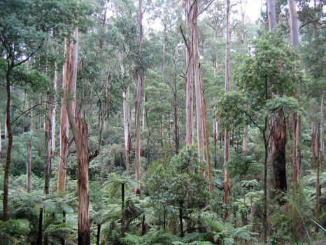 Dandenong Ranges National Park
