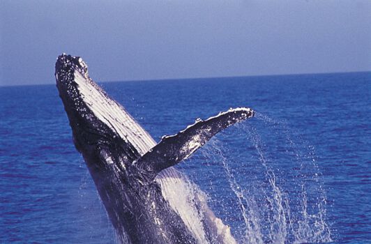 Dieren spotten in Bundaberg
