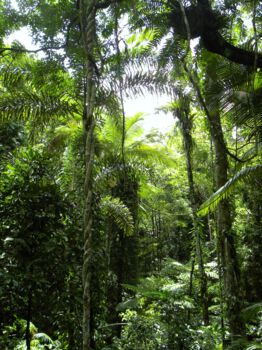 Dorrigo National Park
