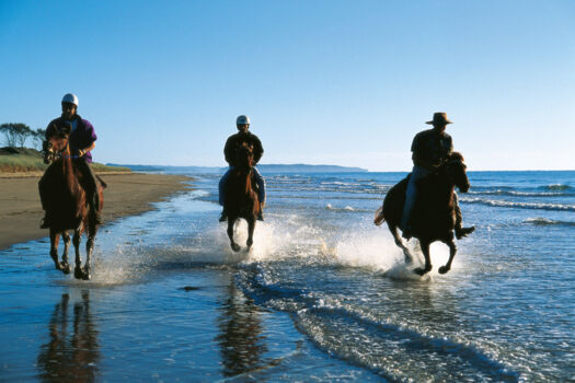 Dorrigo National Park
