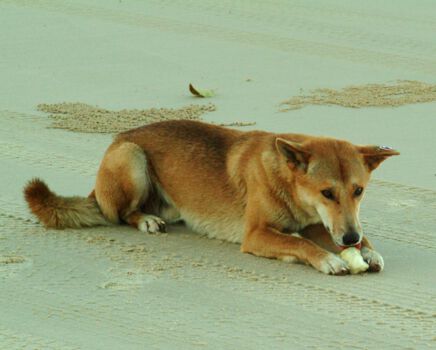 K'Gari (voorheen Fraser Island)