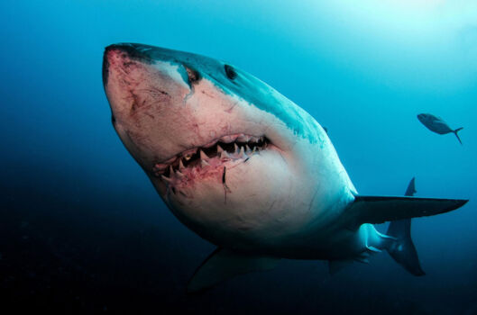 Great white shark diving Adelaide
