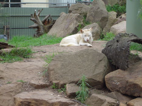 Healesville Sanctuary